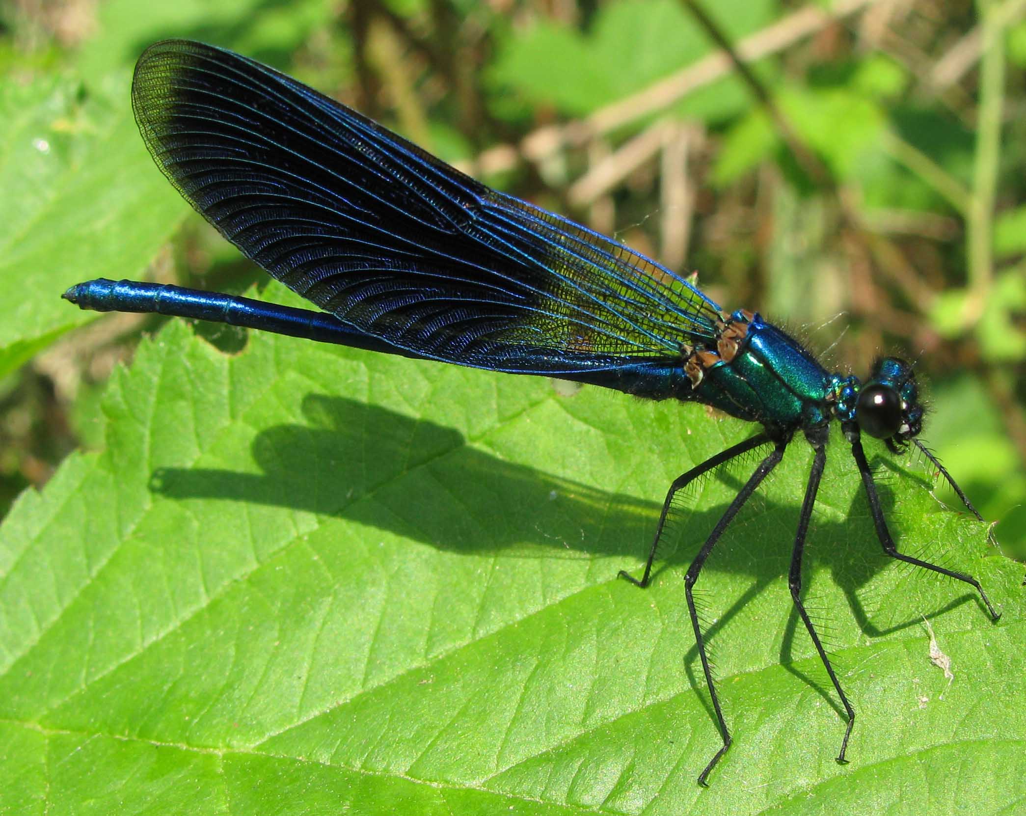 Calopteryx splendens (adulto e neosfarfallato)